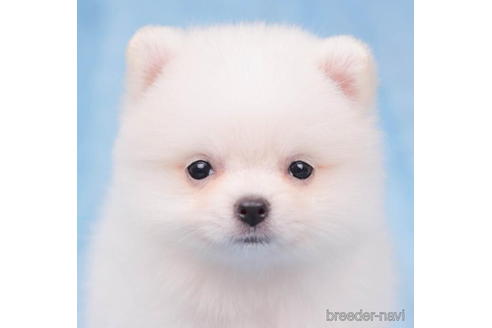 成約済の東京都のポメラニアン-200306の2枚目